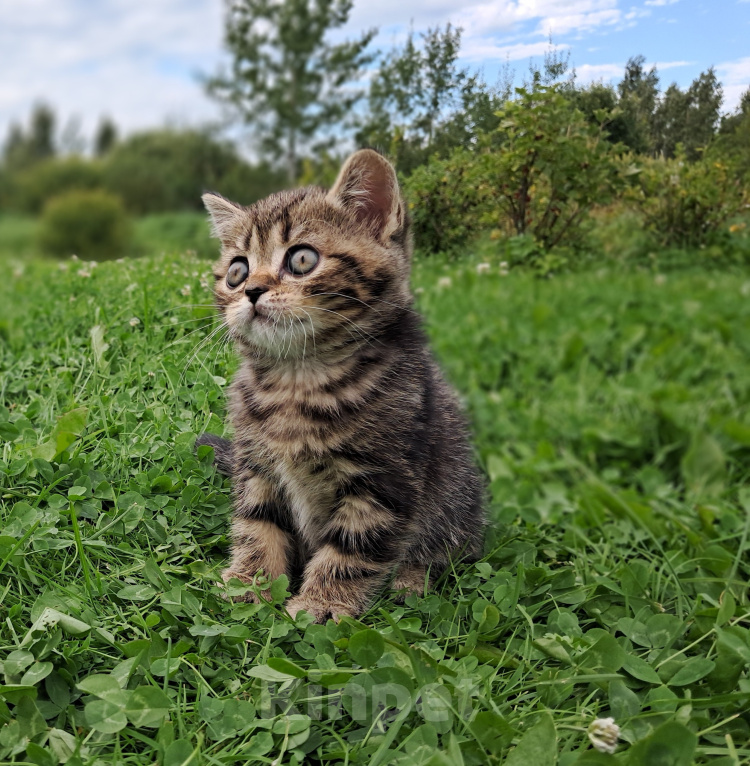 Кошки в Санкт-Петербурге: Шотландский котёнок Мальчик, 35 000 руб. - фото 7