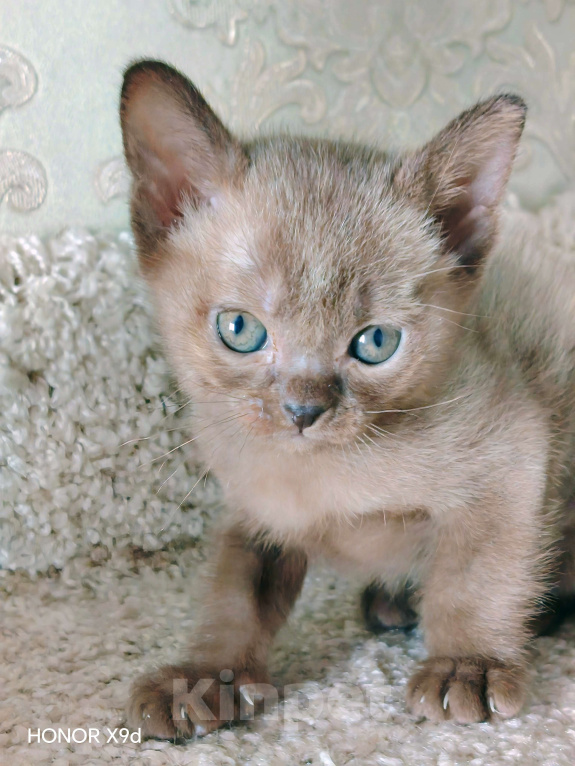 Кошки в Тюмени: Котёнок Европейской Бурманской Мальчик, 60 000 руб. - фото 2