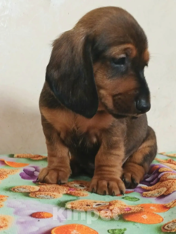 Собаки в Москве: Такса стандартная гладкошёрстная Мальчик, 40 000 руб. - фото 3