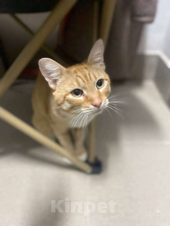 Кошки в Москве: Ласковый кот Федя в дар Мальчик, Бесплатно - фото 6