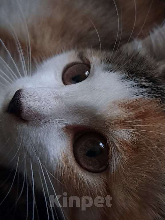 Кошки в Хабаровске: Отдам в добрые руки Девочка, Бесплатно - фото 2