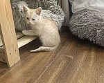 Кошки в Москве: Котенок в добрые руки Мальчик, Бесплатно - фото 2