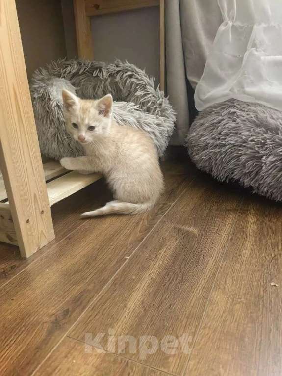 Кошки в Москве: Котенок в добрые руки Мальчик, Бесплатно - фото 2