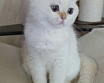 Кошки в Калуге: Raffaella SFS 71 ny 1233 Девочка, 65 000 руб. - фото 6
