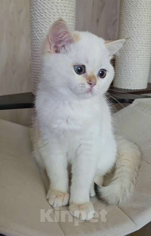 Кошки в Калуге: Raffaella SFS 71 ny 1233 Девочка, 65 000 руб. - фото 6