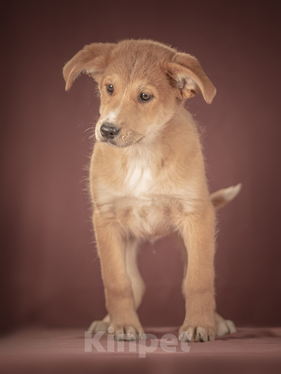 Собаки в Клине: Вьенто — задорный исследователь, который готов составить вам компанию где и когда угодно Мальчик, Бесплатно - фото 2