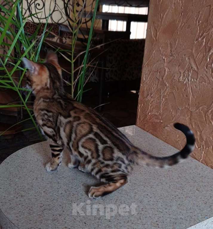 Кошки в Ростове-на-Дону: Бенгальская девочка  Девочка, 60 000 руб. - фото 2