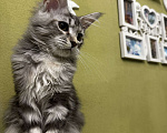 Кошки в Оренбурге: Odry  Девочка, 25 000 руб. - фото 7