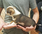 Собаки в Санкт-Петербурге: Малюсенький щенок Мальчик, 1 руб. - фото 7