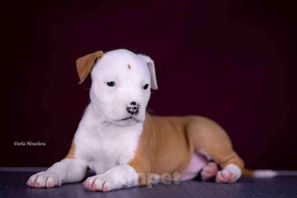 Собаки в других городах Московской области: Американского стаффордширского терьера щенки Девочка, 120 000 руб. - фото 2