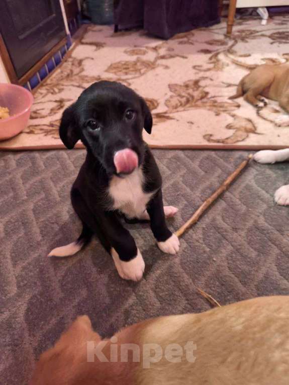 Собаки в других городах Московской области: Щенок Изя ищет дом  Девочка, Бесплатно - фото 1