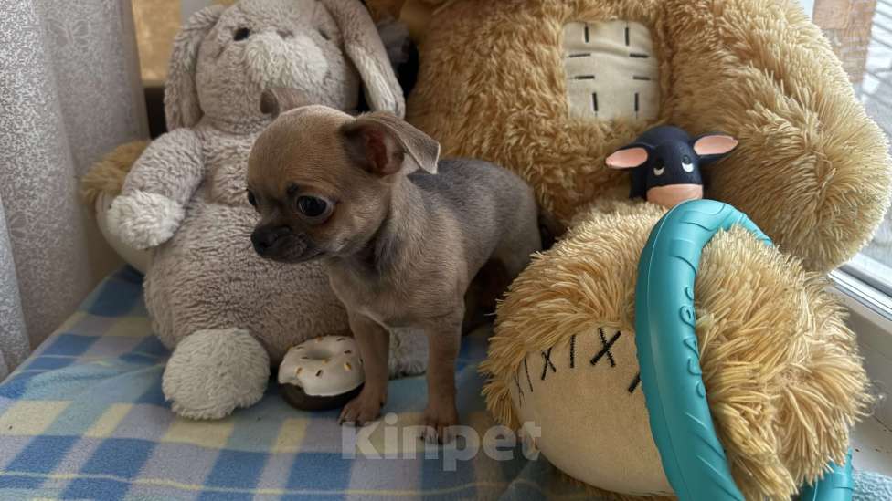 Собаки в Томске: Щенок чихуахуа мальчик г/ш Мальчик, 35 000 руб. - фото 5