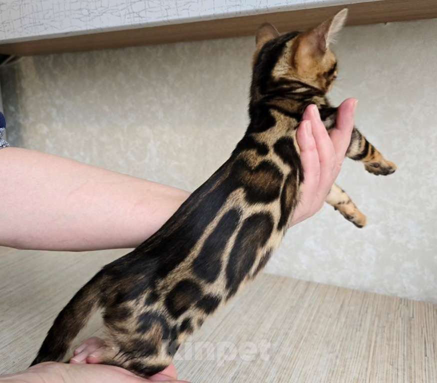 Кошки в Москве: Клубные бенгальские котята Девочка, 65 000 руб. - фото 1