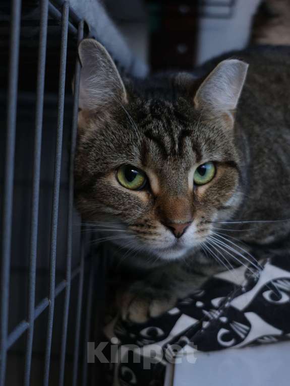 Кошки в Санкт-Петербурге: Кошка в добрые руки Девочка, Бесплатно - фото 4