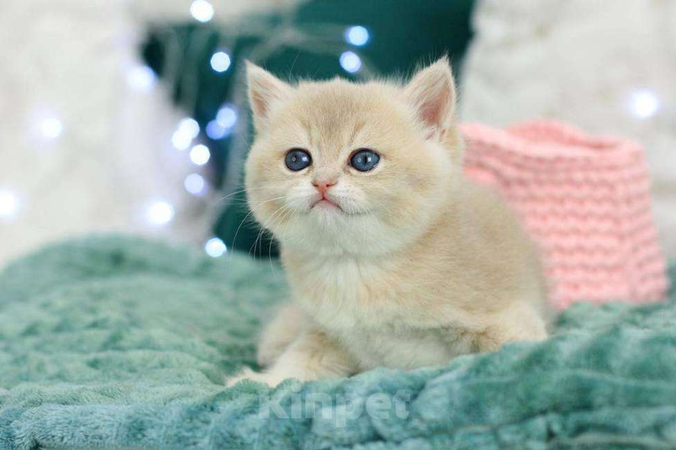 Кошки в Москве: Британская девочка Умница Девочка, 70 000 руб. - фото 10