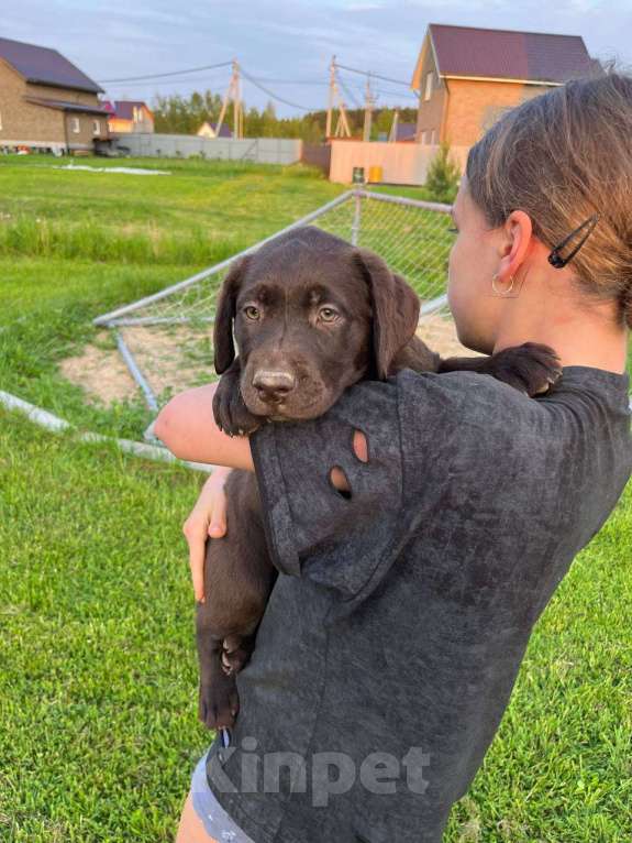 Собаки в Ярославле: Продаются щенки лабрадора-ретривера шоколадного окраса суки Девочка, 65 000 руб. - фото 2