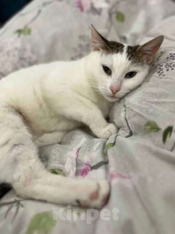 Кошки в Москве: Мася ищет дом Девочка, Бесплатно - фото 1