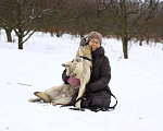 Собаки в Москве: Деймон Мальчик, Бесплатно - фото 4