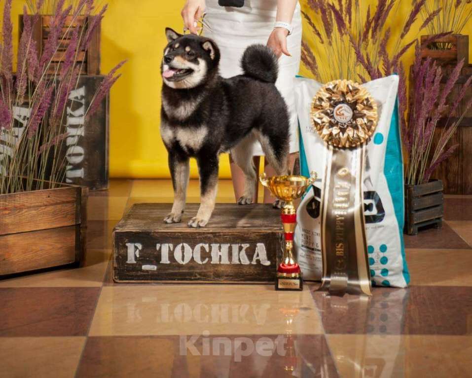 Собаки в Белгороде: Чемпион Федерации сиба-ину  Мальчик, Бесплатно - фото 1