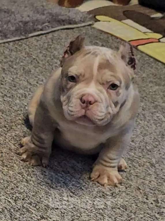 Собаки в Новочеркасске: Американский булли Мальчик, 70 000 руб. - фото 3