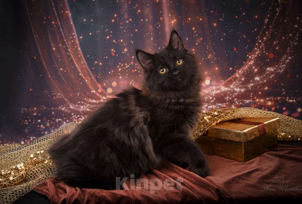 Кошки в Санкт-Петербурге: Шикарный котик курильского бобтейла Мальчик, 50 000 руб. - фото 2