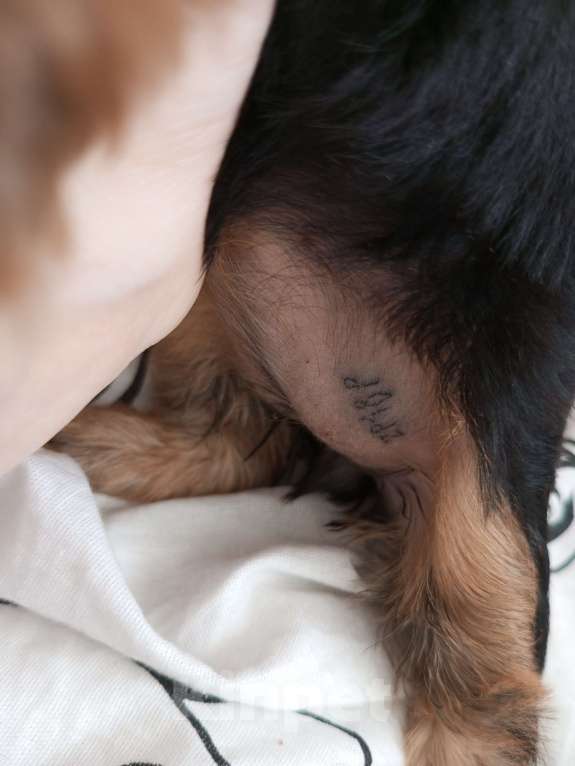 Собаки в Москве: Йоркширский терьер, девочка, 2 месяца Девочка, 20 000 руб. - фото 2