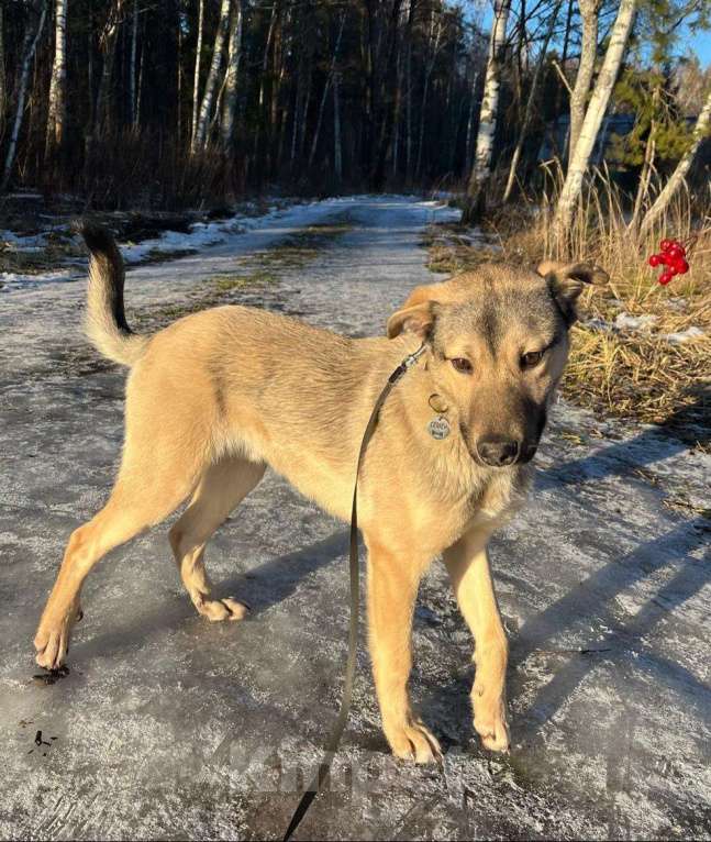 Собаки в других городах Московской области: Щенок в добрые руки  Мальчик, Бесплатно - фото 6
