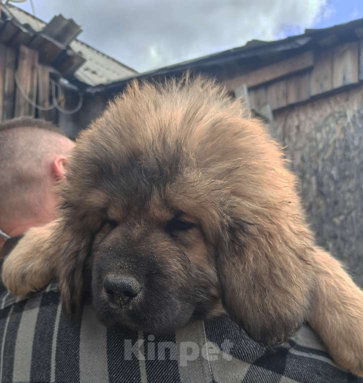 Собаки в Екатеринбурге: Щенки тибетского мастифа Девочка, 30 000 руб. - фото 3
