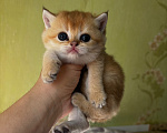 Кошки в Новосибирске: Шотландская прямоухая Девочка, 35 000 руб. - фото 1