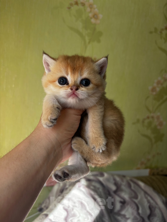 Кошки в Новосибирске: Шотландская прямоухая Девочка, 35 000 руб. - фото 1