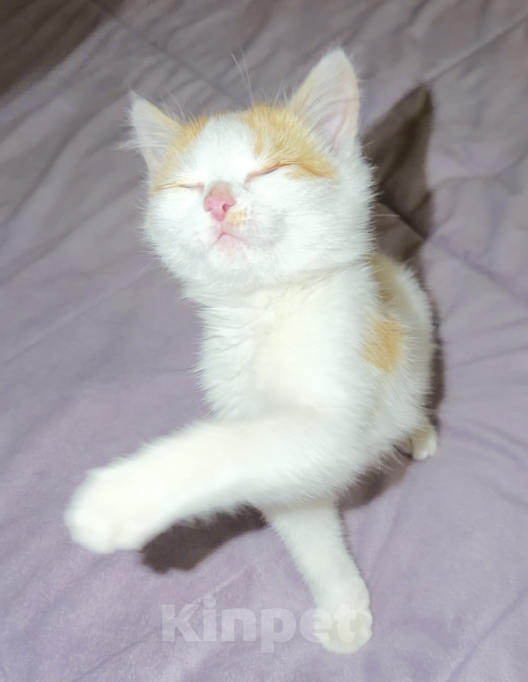 Кошки в Новокузнецке: Мальчик котенок Мальчик, Бесплатно - фото 3