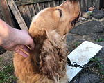 Собаки в Новокубанске: Животные., 1 руб. - фото 3