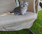Кошки в Ярославле: Британские котята серебро Девочка, 25 000 руб. - фото 2