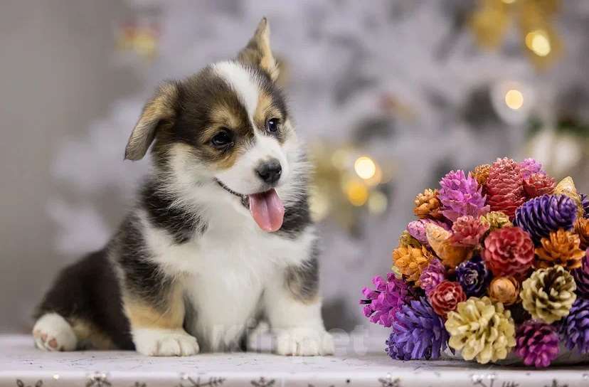 Собаки в Раменском: IZ IMPERII ADAMANT 🐾🐾🐾 Девочка, 95 000 руб. - фото 2