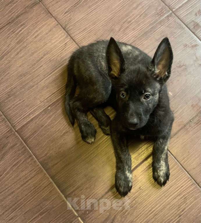 Собаки в Москве: метисы щенки Мальчик, Бесплатно - фото 4