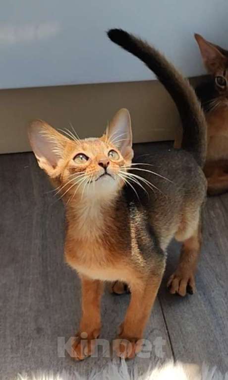 Кошки в Краснодаре: Абиссинские котята  Мальчик, 70 000 руб. - фото 2