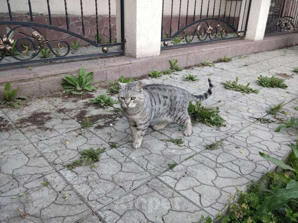 Кошки в Екатеринбурге: Кль Стенли ищет дом Мальчик, 1 руб. - фото 1