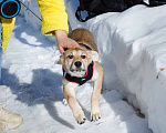 Собаки в Москве: Рыжий щенок девочка в добрые руки Мальчик, 11 руб. - фото 10