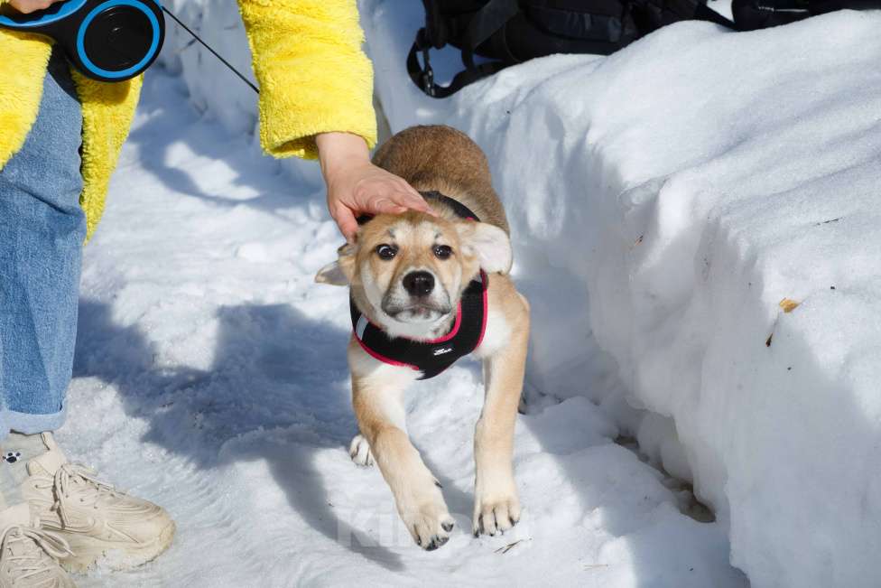 Собаки в Москве: Рыжий щенок девочка в добрые руки Мальчик, 11 руб. - фото 10