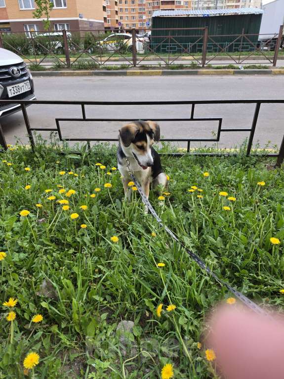 Собаки в других городах Московской области: Собака в добрые руки Девочка, Бесплатно - фото 7