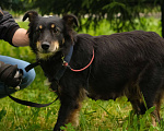 Собаки в Санкт-Петербурге: Дельта из приюта в добрые руки Девочка, Бесплатно - фото 9