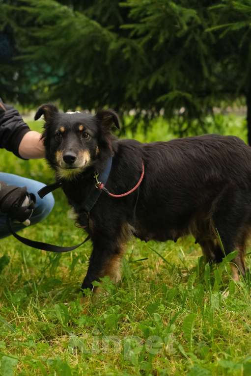 Собаки в Санкт-Петербурге: Дельта из приюта в добрые руки Девочка, Бесплатно - фото 9