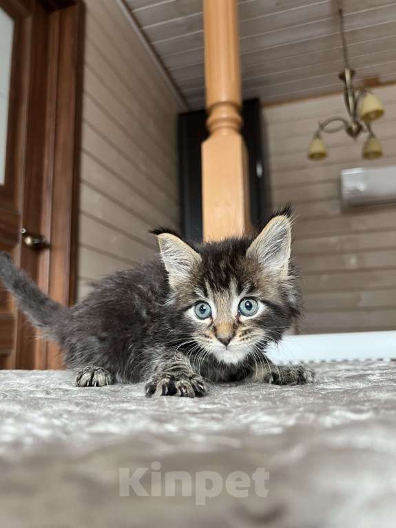 Кошки в Москве: Мейн-кун мальчик Девочка, 55 000 руб. - фото 1