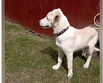 Собаки в Ореховом-Зуево: Найдена собака Девочка, 1 руб. - фото 1