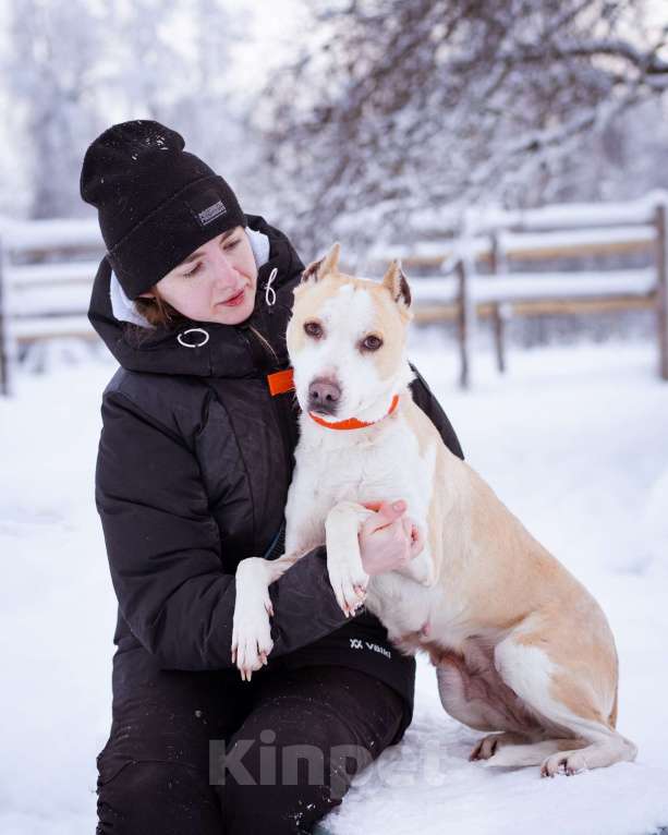Собаки в Москве: Девочка из приюта ищет дом! Девочка, Бесплатно - фото 7