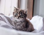 Кошки в Видном: Котенок мальчик ищет дом Мальчик, Бесплатно - фото 1