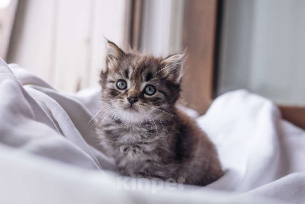 Кошки в Видном: Котенок мальчик ищет дом Мальчик, Бесплатно - фото 1