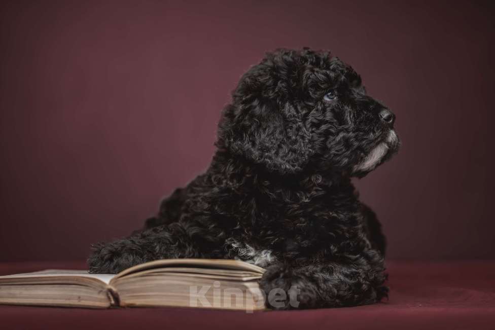 Собаки в Санкт-Петербурге: БЭТМЕН Мальчик, 220 000 руб. - фото 1