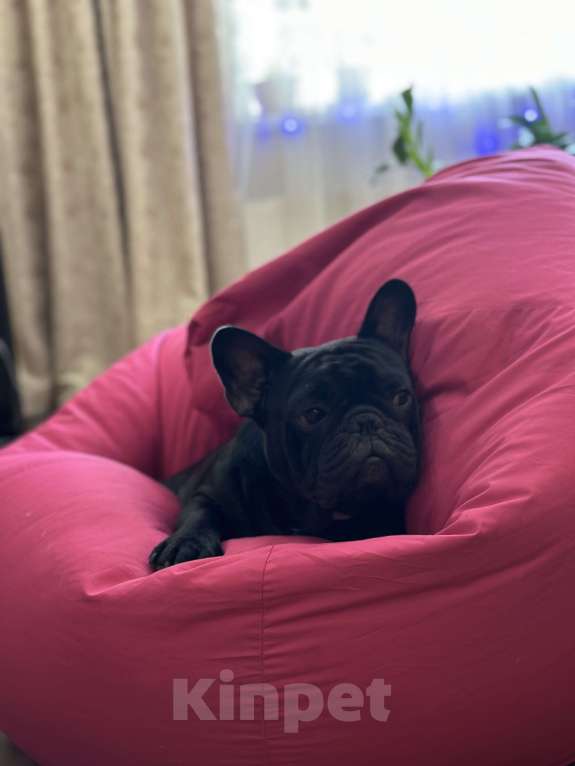 Собаки в Краснодаре: Вязка Тайсон  Мальчик, Бесплатно - фото 8