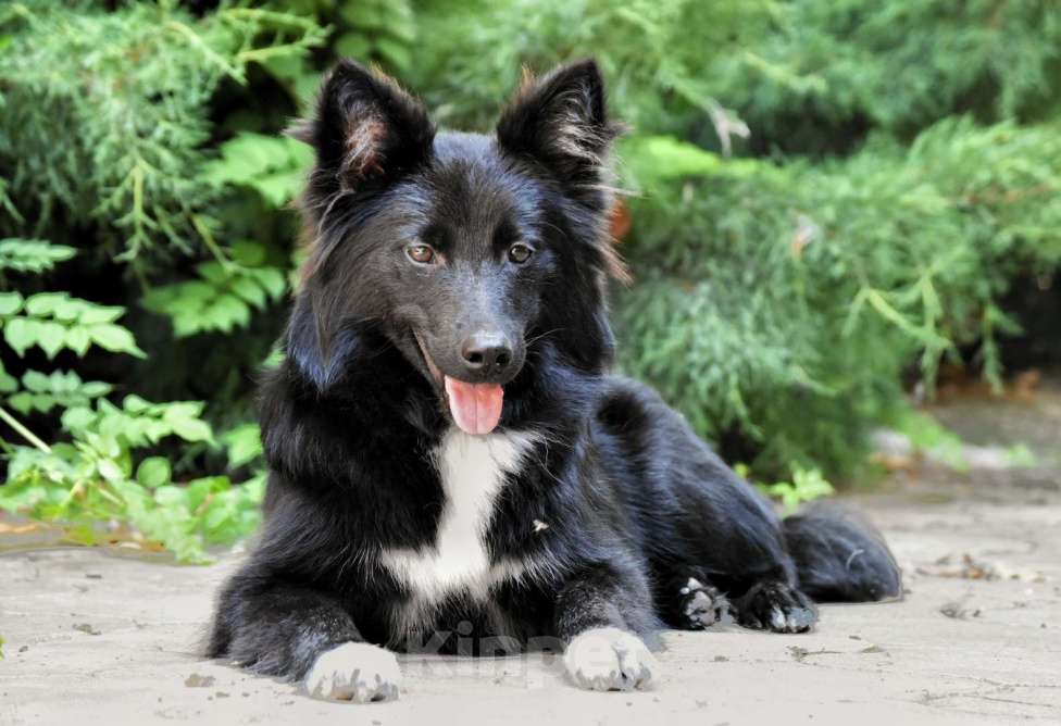 Собаки в Москве: Ненецкая оленегонная лайка. Кобель YUY-SHI. Мальчик, 50 000 руб. - фото 6